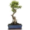 Kirschmyrte, Bonsai, 12 Jahre, 55cm -Empfohlener Shop für Topfpflanzen isyzbux121 17