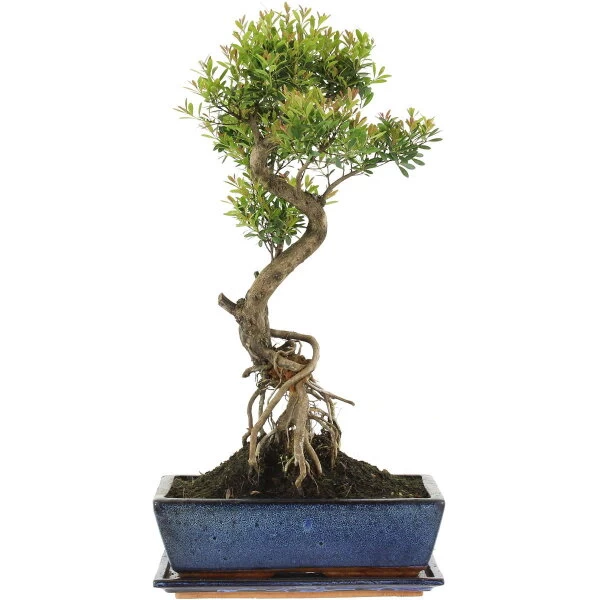 Kirschmyrte, Bonsai, 12 Jahre, 55cm 3 Kirschmyrte, Bonsai, 12 Jahre, 55cm