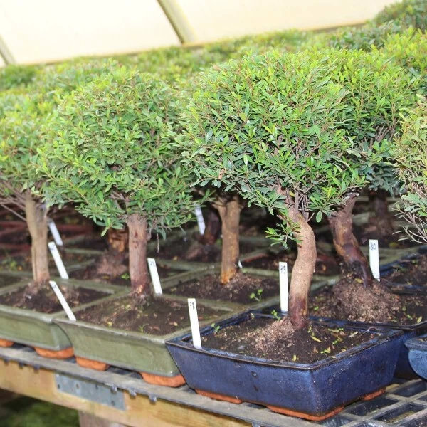 Kirschmyrte, Bonsai, 12 Jahre, 55cm 4 Kirschmyrte, Bonsai, 12 Jahre, 55cm – Bild 2