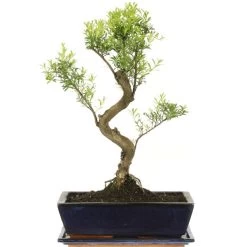 Kirschmyrte, Bonsai, 12 Jahre, 48cm
