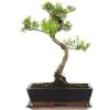 Kirschmyrte, Bonsai, 12 Jahre, 44cm -Empfohlener Shop für Topfpflanzen isyzbux121 27