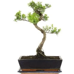 Kirschmyrte, Bonsai, 12 Jahre, 44cm