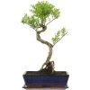 Kirschmyrte, Bonsai, 12 Jahre, 51cm