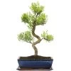 Kirschmyrte, Bonsai, 12 Jahre, 50cm -Empfohlener Shop für Topfpflanzen isyzbux121 33