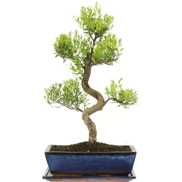 Kirschmyrte, Bonsai, 12 Jahre, 50cm 3 Kirschmyrte, Bonsai, 12 Jahre, 50cm