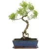 Kirschmyrte, Bonsai, 12 Jahre, 49cm -Empfohlener Shop für Topfpflanzen isyzbux121 38