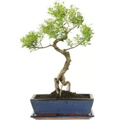 Kirschmyrte, Bonsai, 12 Jahre, 49cm