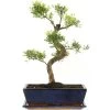 Kirschmyrte, Bonsai, 12 Jahre, 46cm -Empfohlener Shop für Topfpflanzen isyzbux121 50