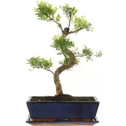 Kirschmyrte, Bonsai, 12 Jahre, 46cm