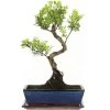 Kirschmyrte, Bonsai, 12 Jahre, 47cm -Empfohlener Shop für Topfpflanzen isyzbux121 51