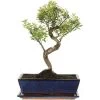 Kirschmyrte, Bonsai, 12 Jahre, 43cm -Empfohlener Shop für Topfpflanzen isyzbux121 53
