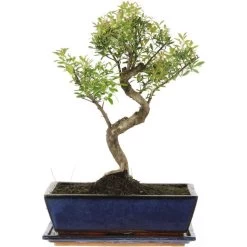 Kirschmyrte, Bonsai, 12 Jahre, 43cm