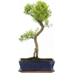 Kirschmyrte, Bonsai, 12 Jahre, 54cm
