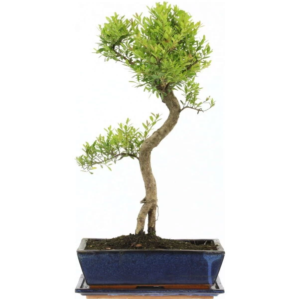 Kirschmyrte, Bonsai, 12 Jahre, 54cm 3 Kirschmyrte, Bonsai, 12 Jahre, 54cm