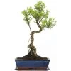 Kirschmyrte, Bonsai, 12 Jahre, 53cm -Empfohlener Shop für Topfpflanzen isyzbux121 59