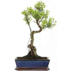 Kirschmyrte, Bonsai, 12 Jahre, 53cm