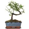 Chinesische Ulme, Bonsai, 10 Jahre, 31cm 1 Chinesische Ulme, Bonsai, 10 Jahre, 31cm -Empfohlener Shop für Topfpflanzen iulmpar101 66