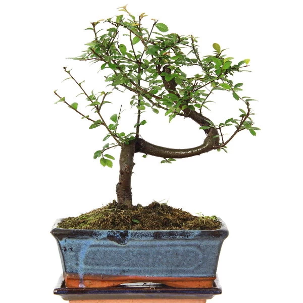 Chinesische Ulme, Bonsai, 10 Jahre, 31cm 3 Chinesische Ulme, Bonsai, 10 Jahre, 31cm