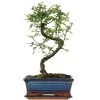 Chinesische Ulme, Bonsai, 10 Jahre, 35cm -Empfohlener Shop für Topfpflanzen iulmpar101 80