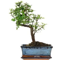 Chinesische Ulme, Bonsai, 10 Jahre, 33cm