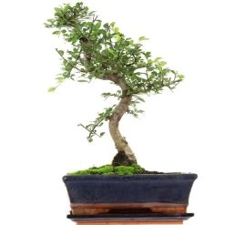 Chinesische Ulme, Bonsai, 11 Jahre, 41cm