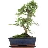 Chinesische Ulme, Bonsai, 11 Jahre, 40cm -Empfohlener Shop für Topfpflanzen iulmpar111 19