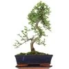 Chinesische Ulme, Bonsai, 11 Jahre, 42cm -Empfohlener Shop für Topfpflanzen iulmpar111 21