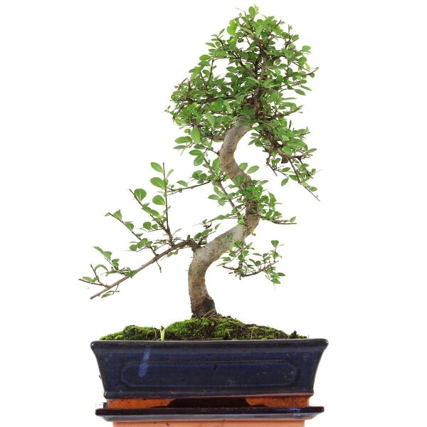 Chinesische Ulme, Bonsai, 11 Jahre, 42cm 3 Chinesische Ulme, Bonsai, 11 Jahre, 42cm