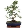 Chinesische Ulme, Bonsai, 11 Jahre, 43cm 1 Chinesische Ulme, Bonsai, 11 Jahre, 43cm -Empfohlener Shop für Topfpflanzen iulmpar111 34