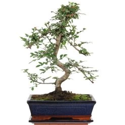 Chinesische Ulme, Bonsai, 11 Jahre, 43cm