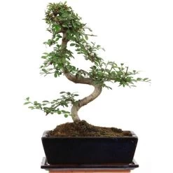 Chinesische Ulme, Bonsai, 11 Jahre, 40cm