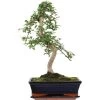 Chinesische Ulme, Bonsai, 11 Jahre, 48cm 2 Chinesische Ulme, Bonsai, 11 Jahre, 48cm -Empfohlener Shop für Topfpflanzen iulmpar111 50