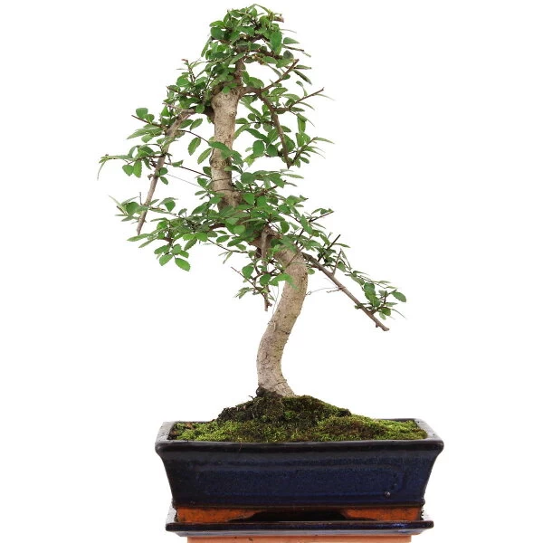 Chinesische Ulme, Bonsai, 11 Jahre, 48cm 3 Chinesische Ulme, Bonsai, 11 Jahre, 48cm