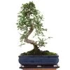 Chinesische Ulme, Bonsai, 11 Jahre, 39cm -Empfohlener Shop für Topfpflanzen iulmpar111 57