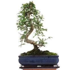 Chinesische Ulme, Bonsai, 11 Jahre, 39cm