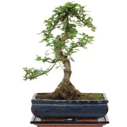 Chinesische Ulme, Bonsai, 11 Jahre, 35cm