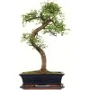 Chinesische Ulme, Bonsai, 12 Jahre, 52cm -Empfohlener Shop für Topfpflanzen iulmpar121 27
