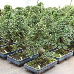 Chinesische Ulme, Bonsai, 12 Jahre, 52cm -Empfohlener Shop für Topfpflanzen iulmpar121 273