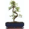 Chinesische Ulme, Bonsai, 12 Jahre, 41cm 1 Chinesische Ulme, Bonsai, 12 Jahre, 41cm -Empfohlener Shop für Topfpflanzen iulmpar121 40