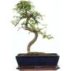 Chinesische Ulme, Bonsai, 12 Jahre, 44cm 1 Chinesische Ulme, Bonsai, 12 Jahre, 44cm -Empfohlener Shop für Topfpflanzen iulmpar121 49