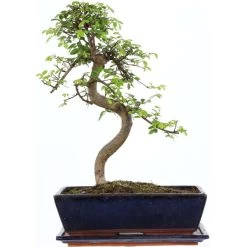 Chinesische Ulme, Bonsai, 12 Jahre, 44cm