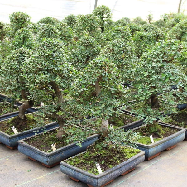 Chinesische Ulme, Bonsai, 12 Jahre, 44cm 4 Chinesische Ulme, Bonsai, 12 Jahre, 44cm – Bild 2