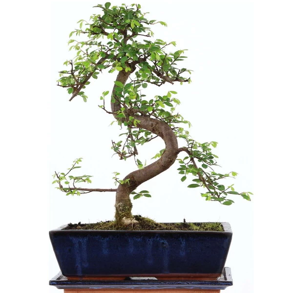 Chinesische Ulme, Bonsai, 12 Jahre, 43cm 3 Chinesische Ulme, Bonsai, 12 Jahre, 43cm