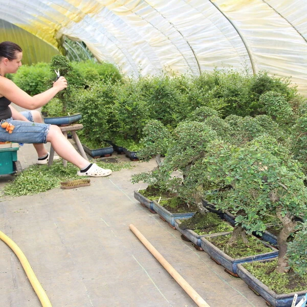 Chinesische Ulme, Bonsai, 12 Jahre, 43cm 5 Chinesische Ulme, Bonsai, 12 Jahre, 43cm – Bild 3