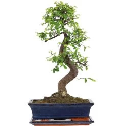 Chinesische Ulme, Bonsai, 12 Jahre, 52cm