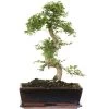 Chinesische Ulme, Bonsai, 12 Jahre, 46cm 2 Chinesische Ulme, Bonsai, 12 Jahre, 46cm -Empfohlener Shop für Topfpflanzen iulmpar122 11
