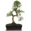 Chinesische Ulme, Bonsai, 12 Jahre, 49cm 1 Chinesische Ulme, Bonsai, 12 Jahre, 49cm -Empfohlener Shop für Topfpflanzen iulmpar122 15