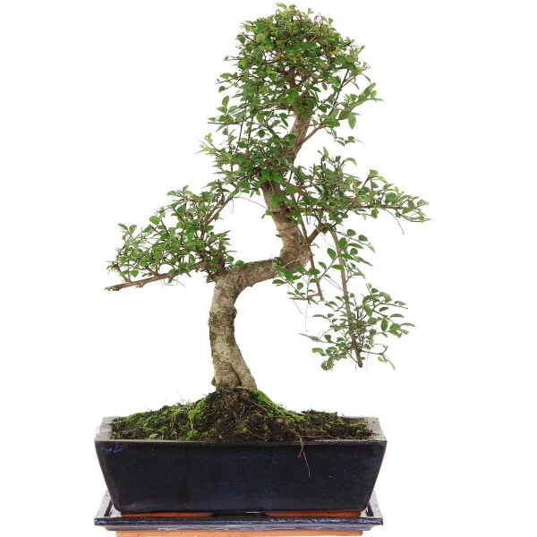 Chinesische Ulme, Bonsai, 12 Jahre, 49cm 3 Chinesische Ulme, Bonsai, 12 Jahre, 49cm