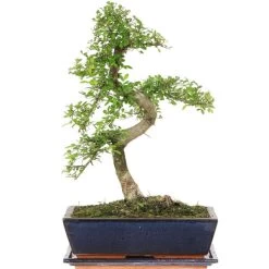 Chinesische Ulme, Bonsai, 12 Jahre, 48cm