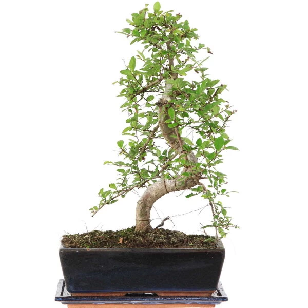 Chinesische Ulme, Bonsai, 12 Jahre, 47cm 3 Chinesische Ulme, Bonsai, 12 Jahre, 47cm